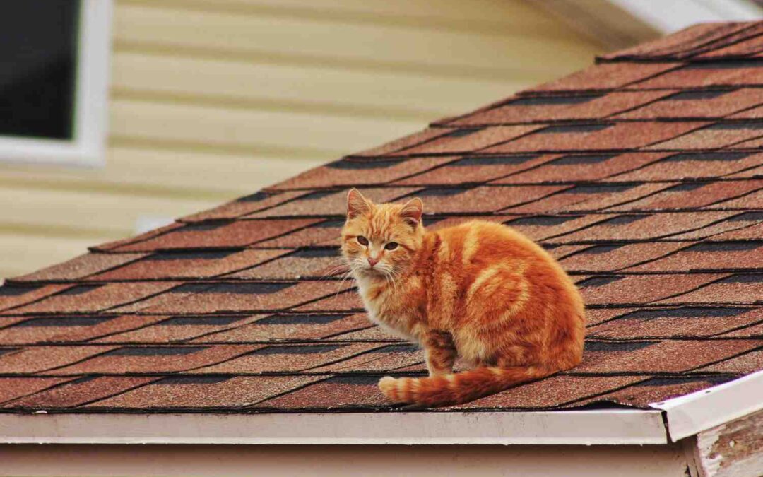 Choosing Asphalt Shingles with the Strongest Wind Warranties