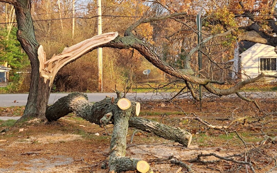 Your Ultimate Guide to Storm Damage Restoration Services