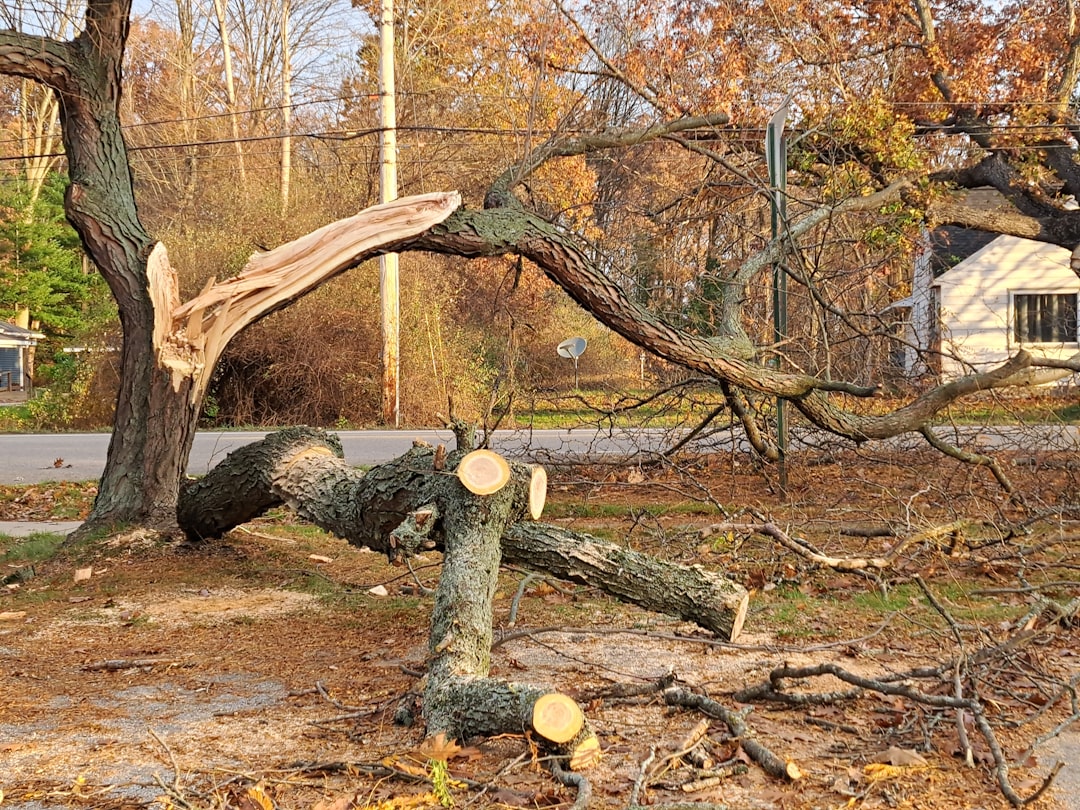 storm damage restoration